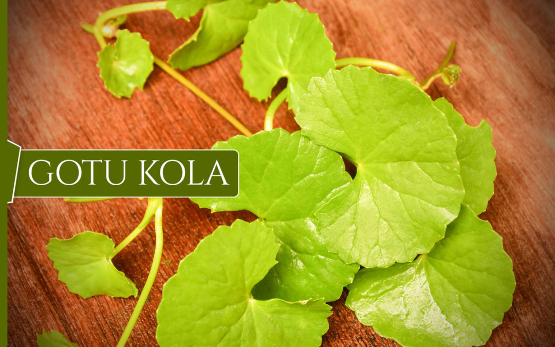 BEST Remedy for Alzheimer’s, Dementia, and Short-Term Memory Loss-Gotu Kola