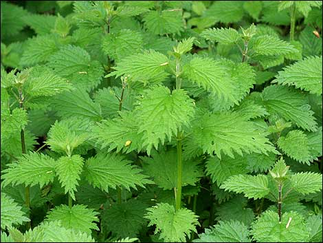 Producing Fabric from Nettles-After the Major Earth Changes